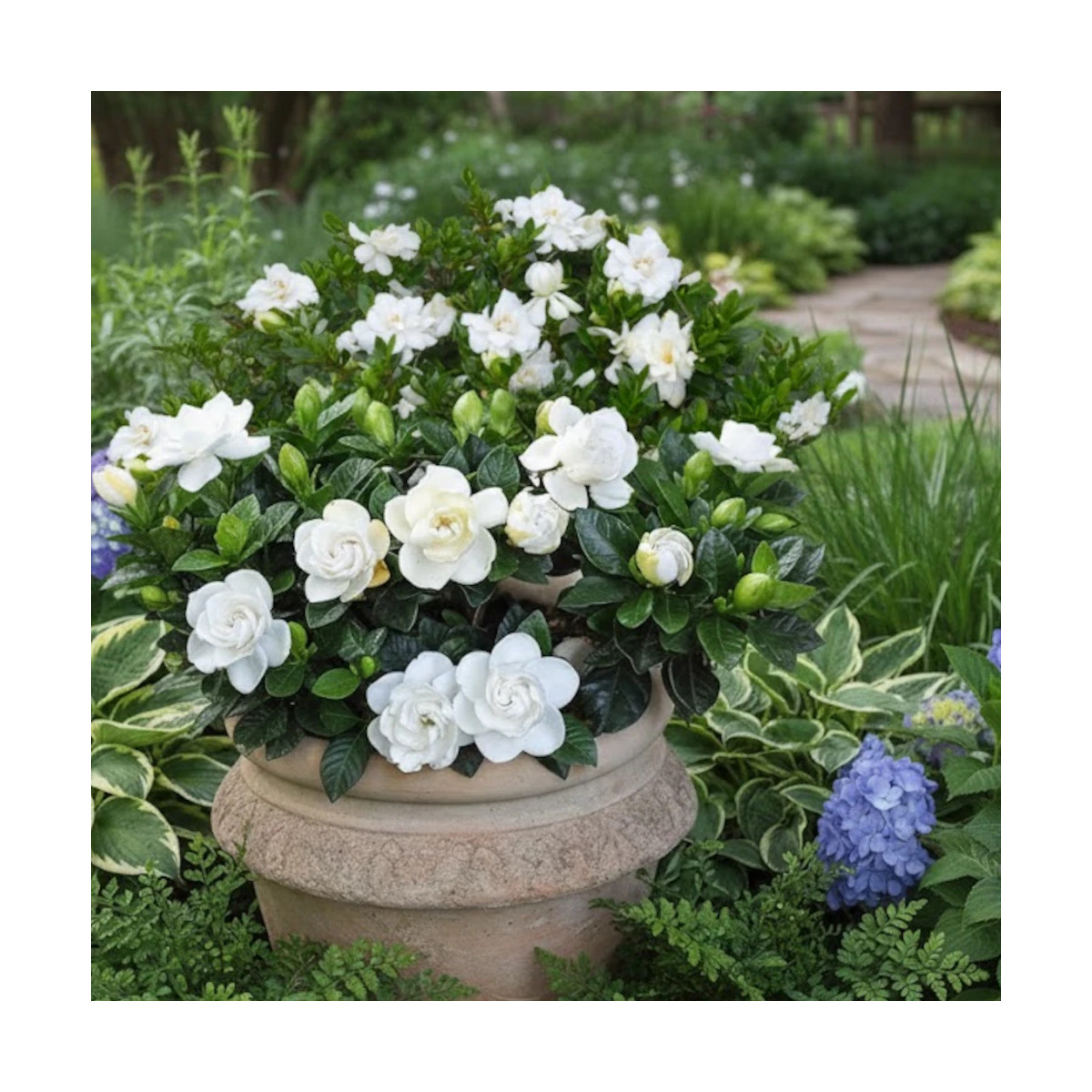 Gardenia First Edition® 'Double Mint', Gardénia, Jasmin du Cap