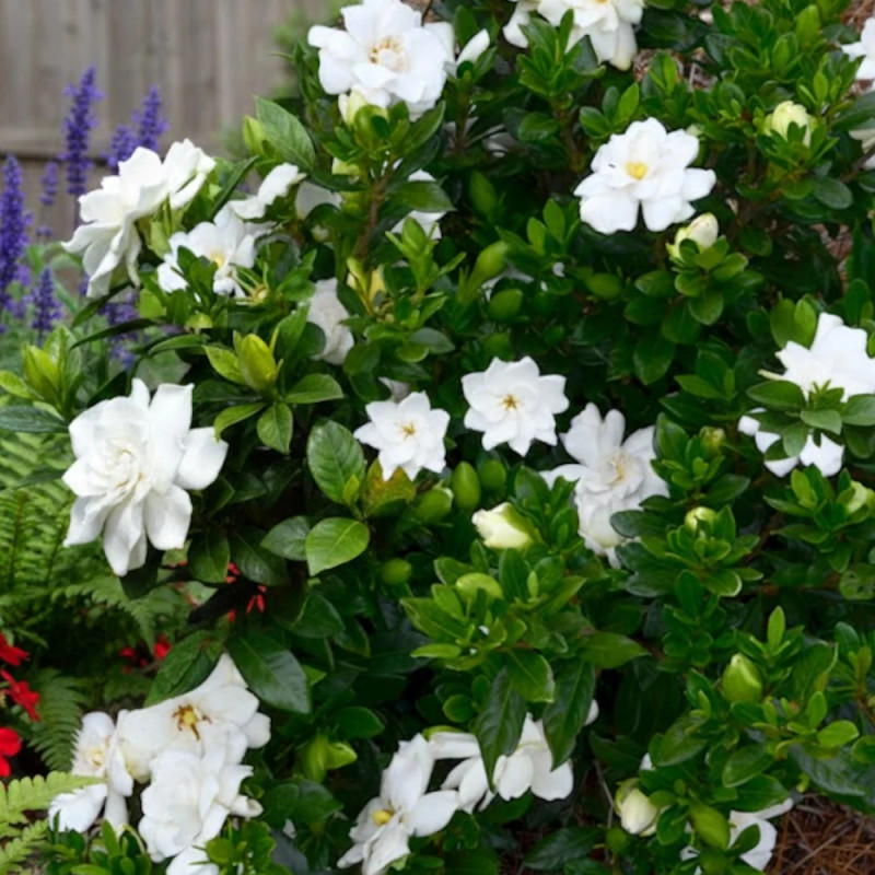 Gardenia First Editions® 'Double Mint', Gardénia, Jasmin du Cap