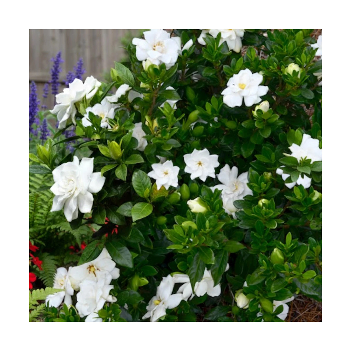 Gardenia First Edition® 'Double Mint', Gardénia, Jasmin du Cap