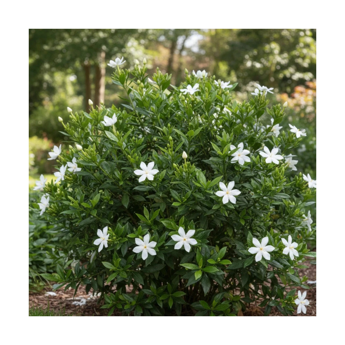 Gardenia Kleim's Hardy, Gardénia, Jasmin du Cap