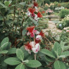 Goyavier du Brésil Triumph, Acca, Feijoa
