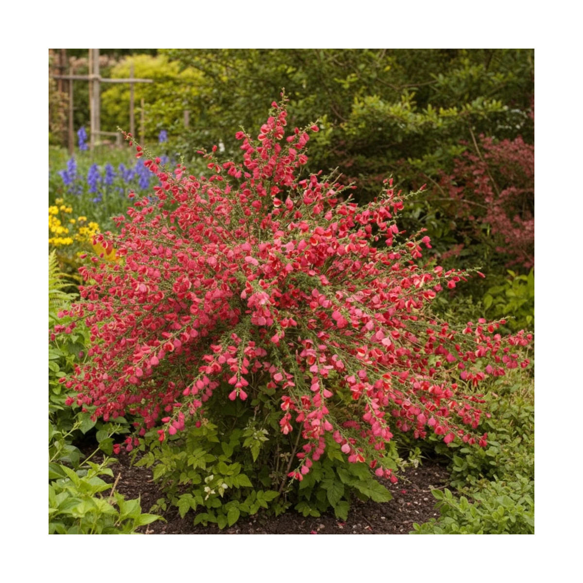 Genêt à balais Boskoop Ruby - SILENCE, ça pousse !, Cytisus
