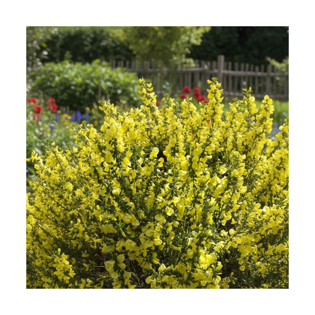 Genêt à balais Lunagold - SILENCE, ça pousse !, Cytisus Genêt à balais Lunagold - SILENCE, ça pousse !, Cytisus