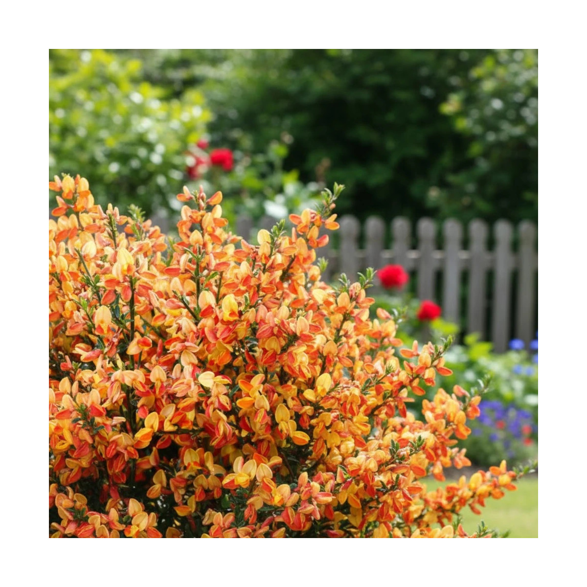 Genêt à balais Palette, Cytisus