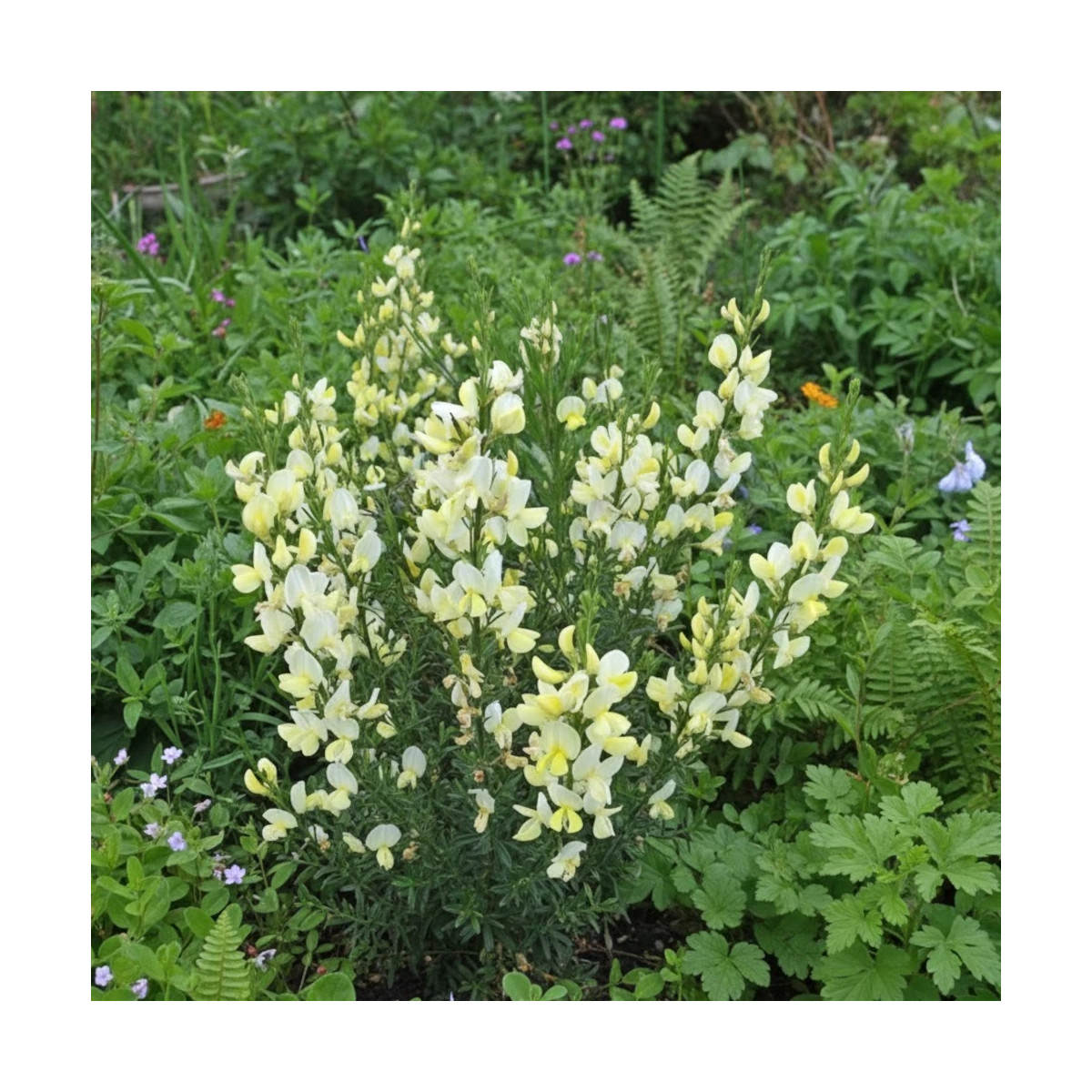 Genêt précoce Albus, Cytisus