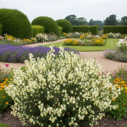 Genêt précoce Albus, Cytisus