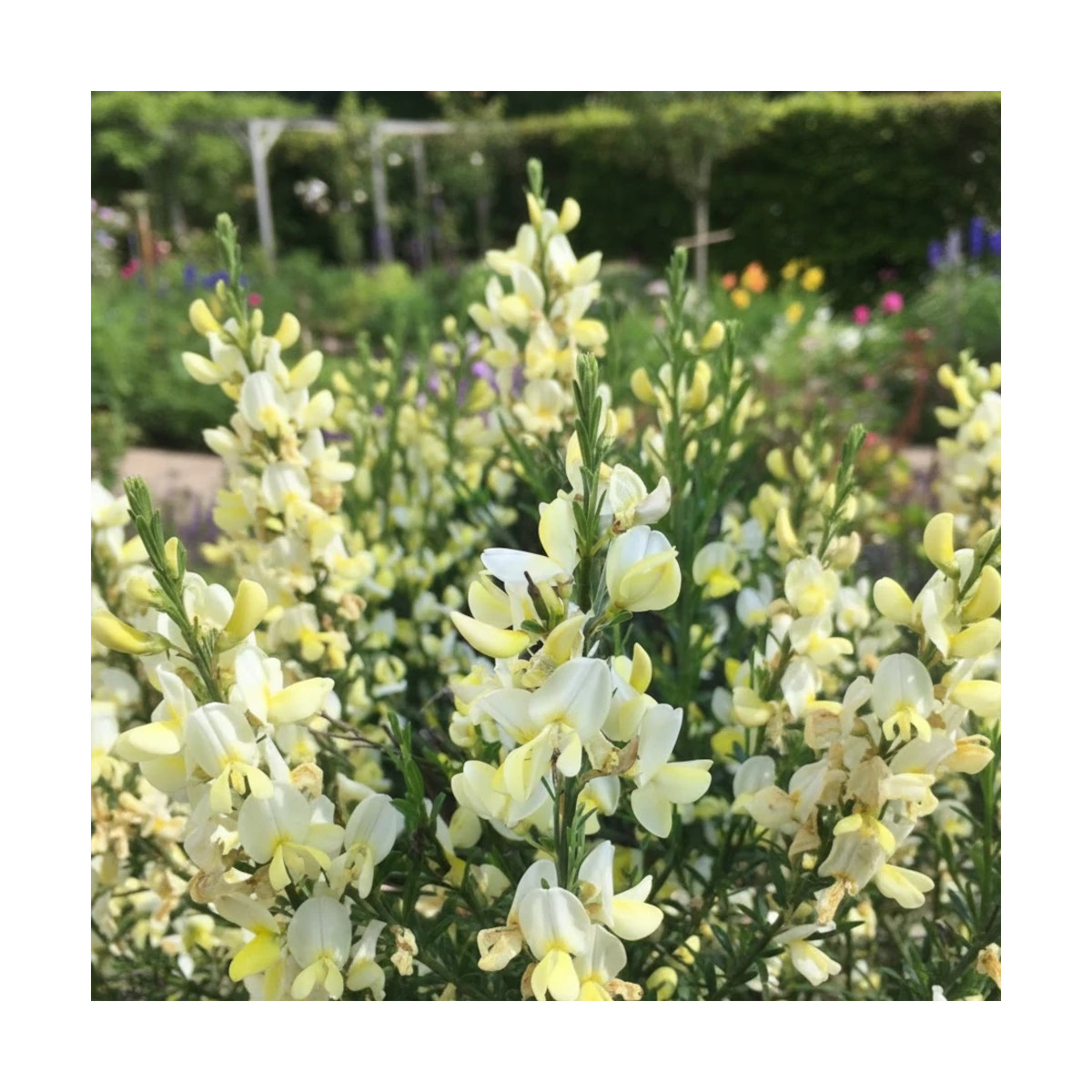 Genêt précoce Albus, Cytisus