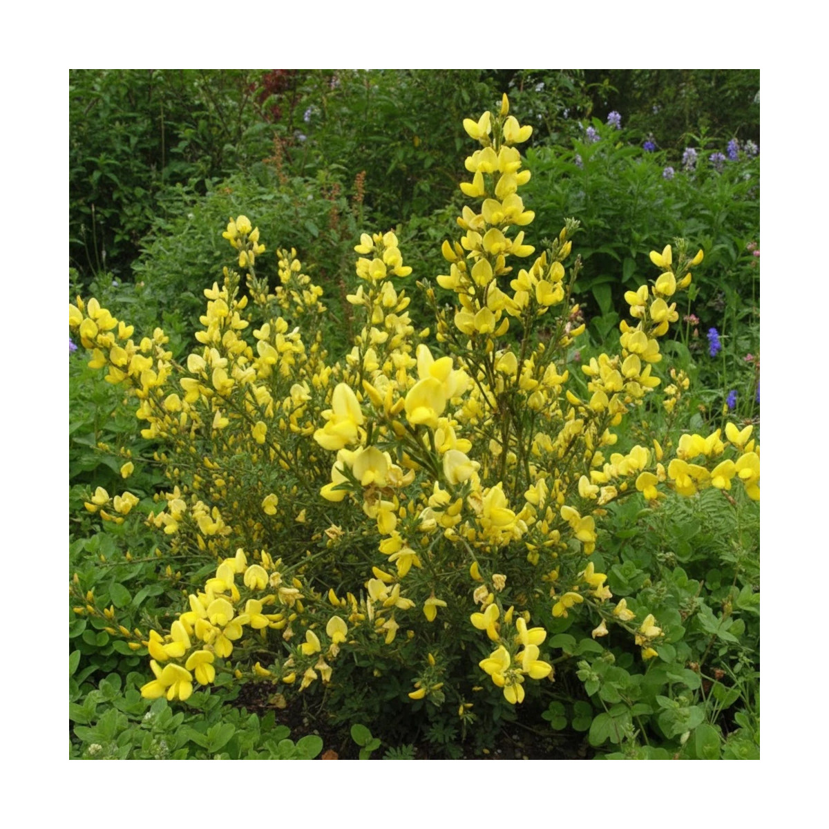 Genêt précoce Allgold, Cytisus