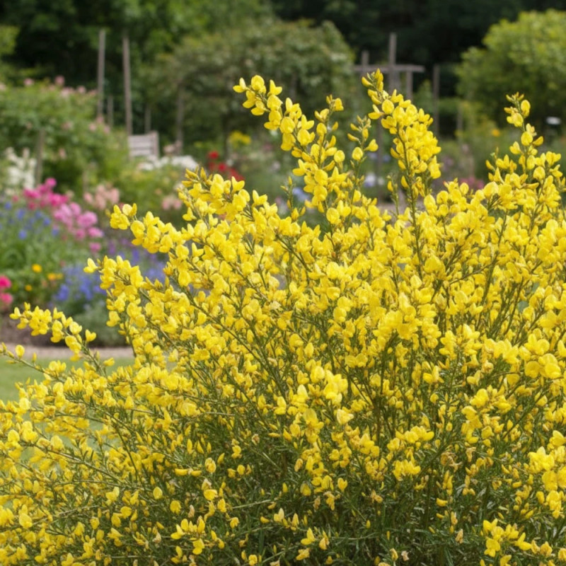 Genêt précoce Allgold, Cytisus