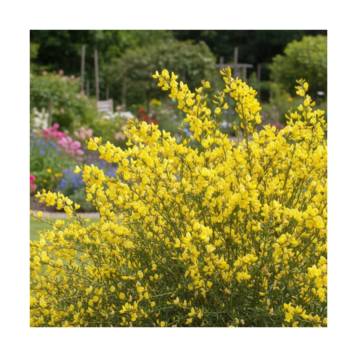 Genêt précoce Allgold, Cytisus