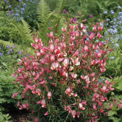 Genêt précoce Hollandia, Cytisus