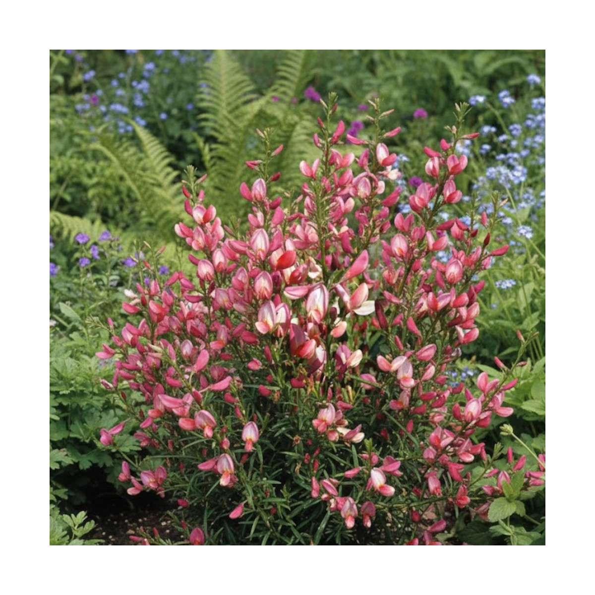 Genêt précoce Hollandia, Cytisus Genêt précoce Hollandia, Cytisus