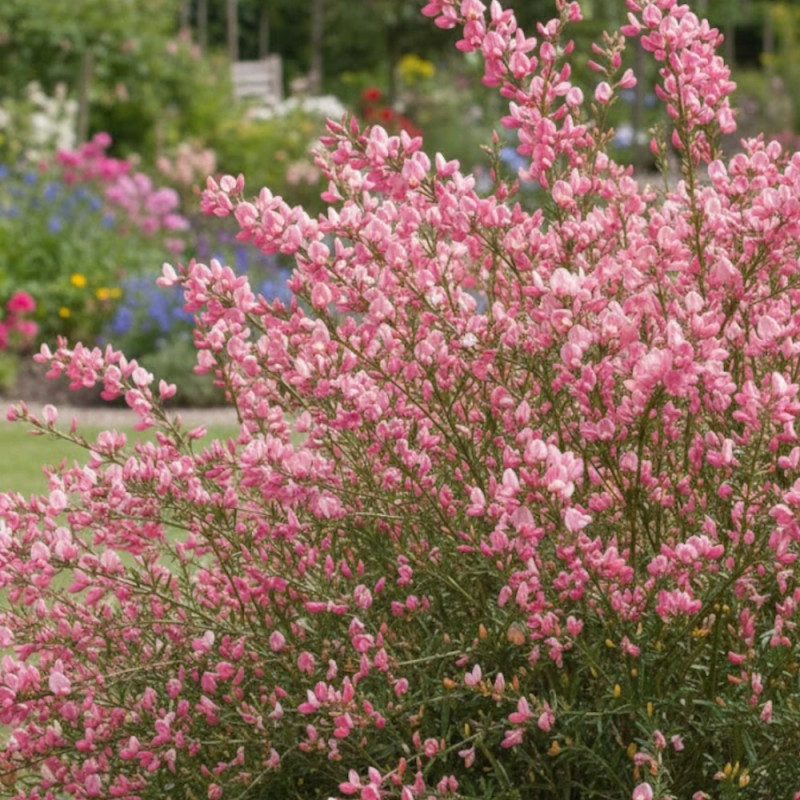 Genêt précoce Hollandia, Cytisus