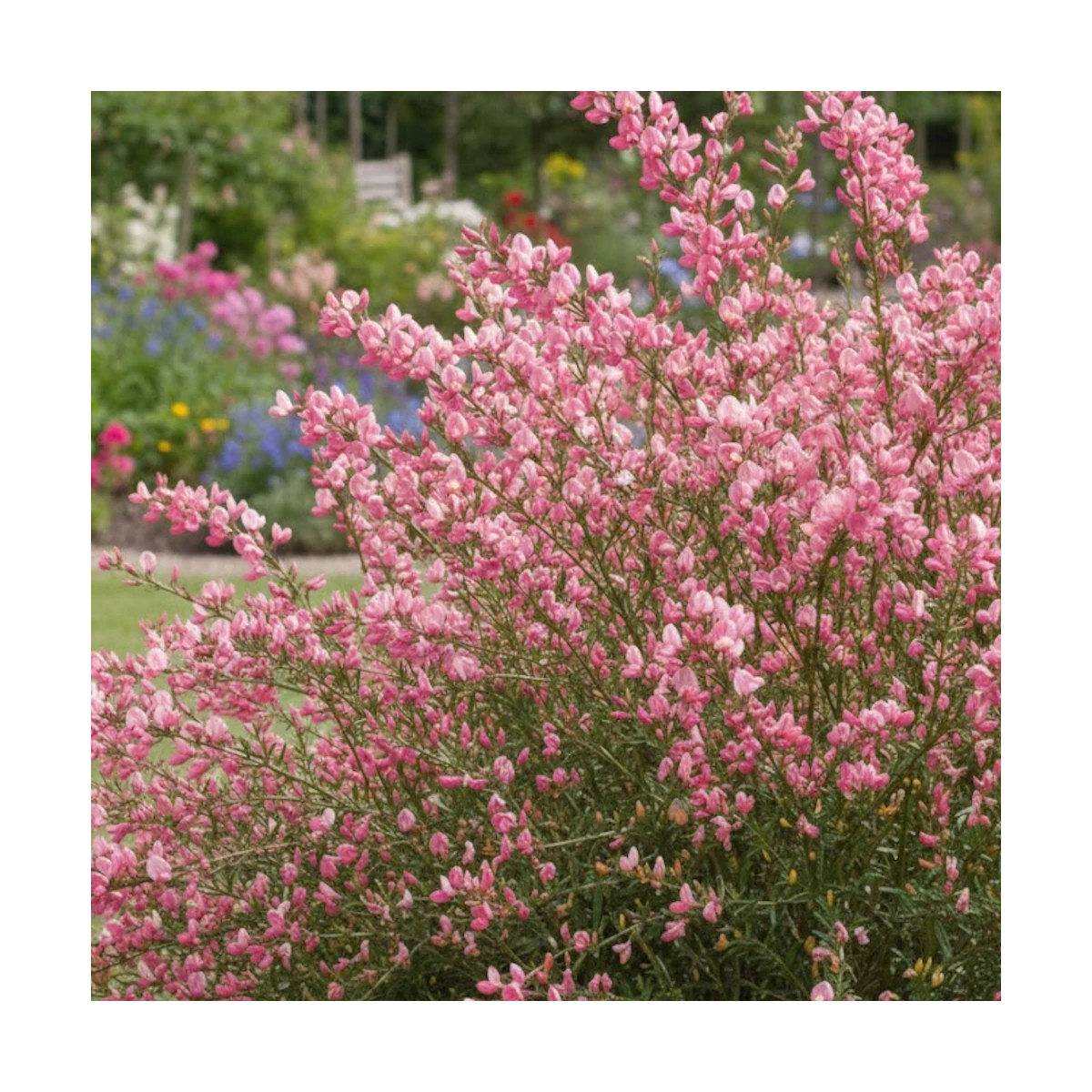 Genêt précoce Hollandia, Cytisus Genêt précoce Hollandia, Cytisus