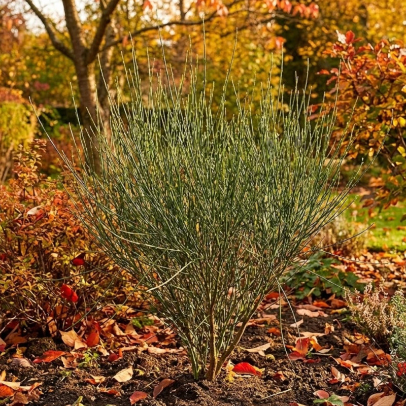 Genêt précoce Albus, Cytisus
