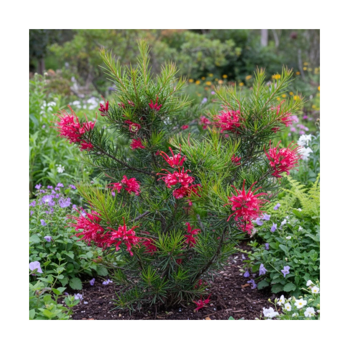 Grévilléa à feuilles de genévrier, Grevillea Grévilléa à feuilles de genévrier, Grevillea