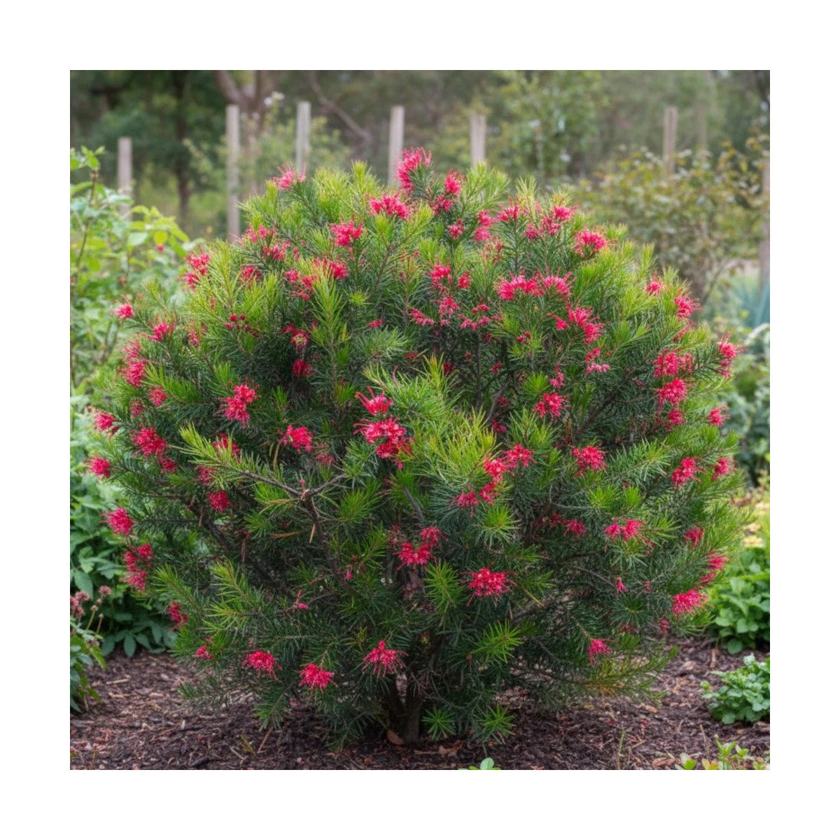 Grévilléa à feuilles de genévrier, Grevillea Grévilléa à feuilles de genévrier, Grevillea