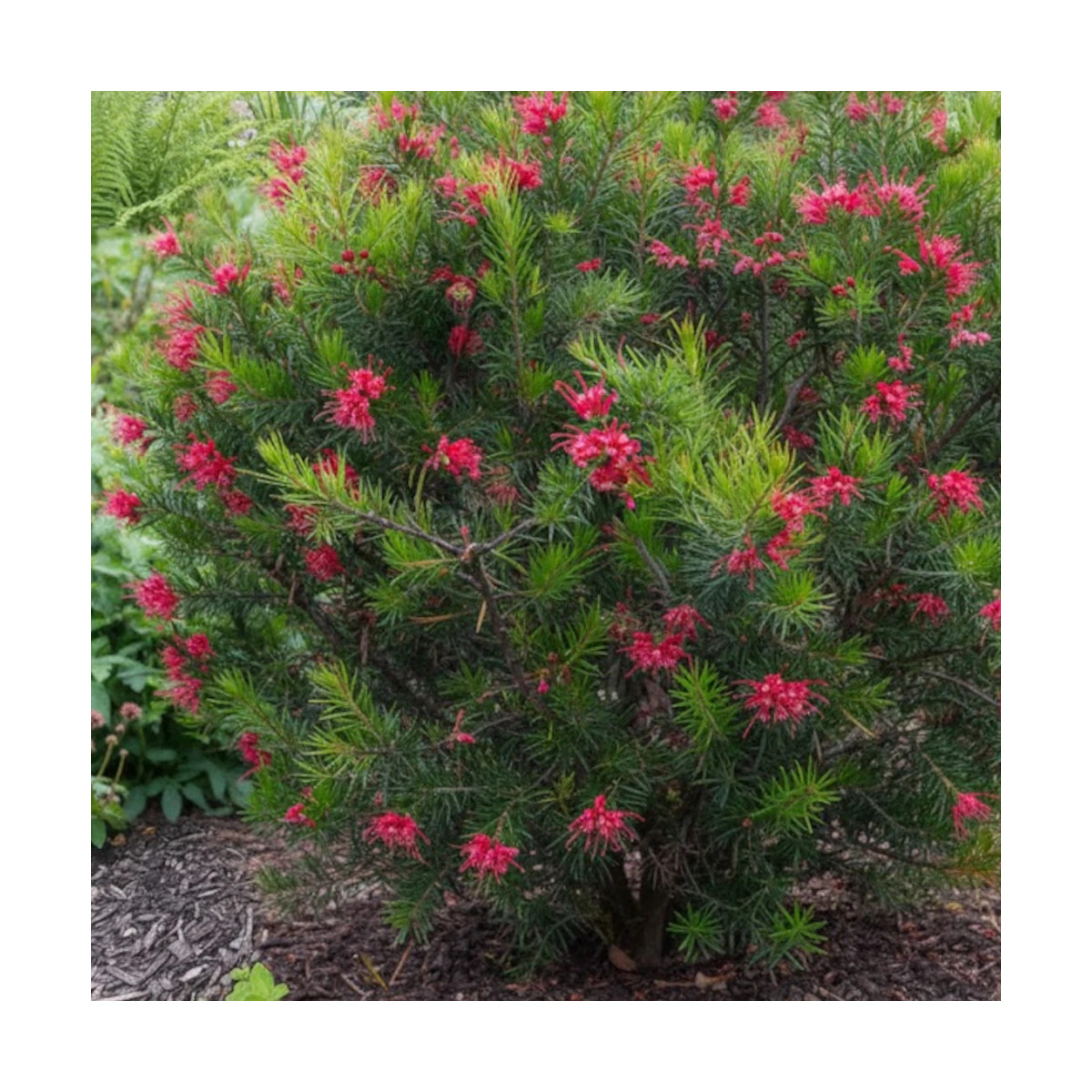Grevillea Canberra Gem, Grevillea