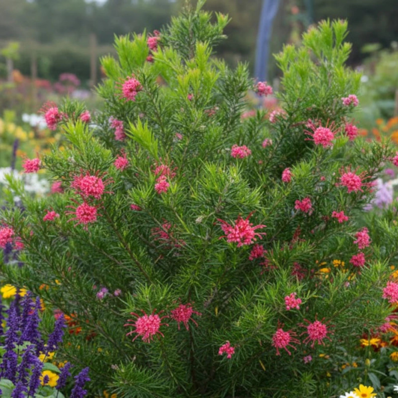 Grevillea Canberra Gem, Grevillea