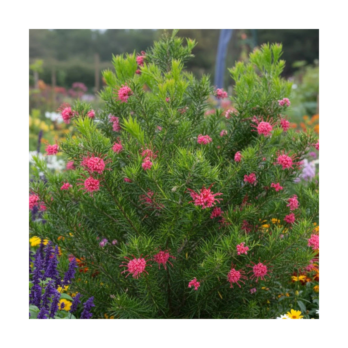 Grevillea Canberra Gem, Grevillea