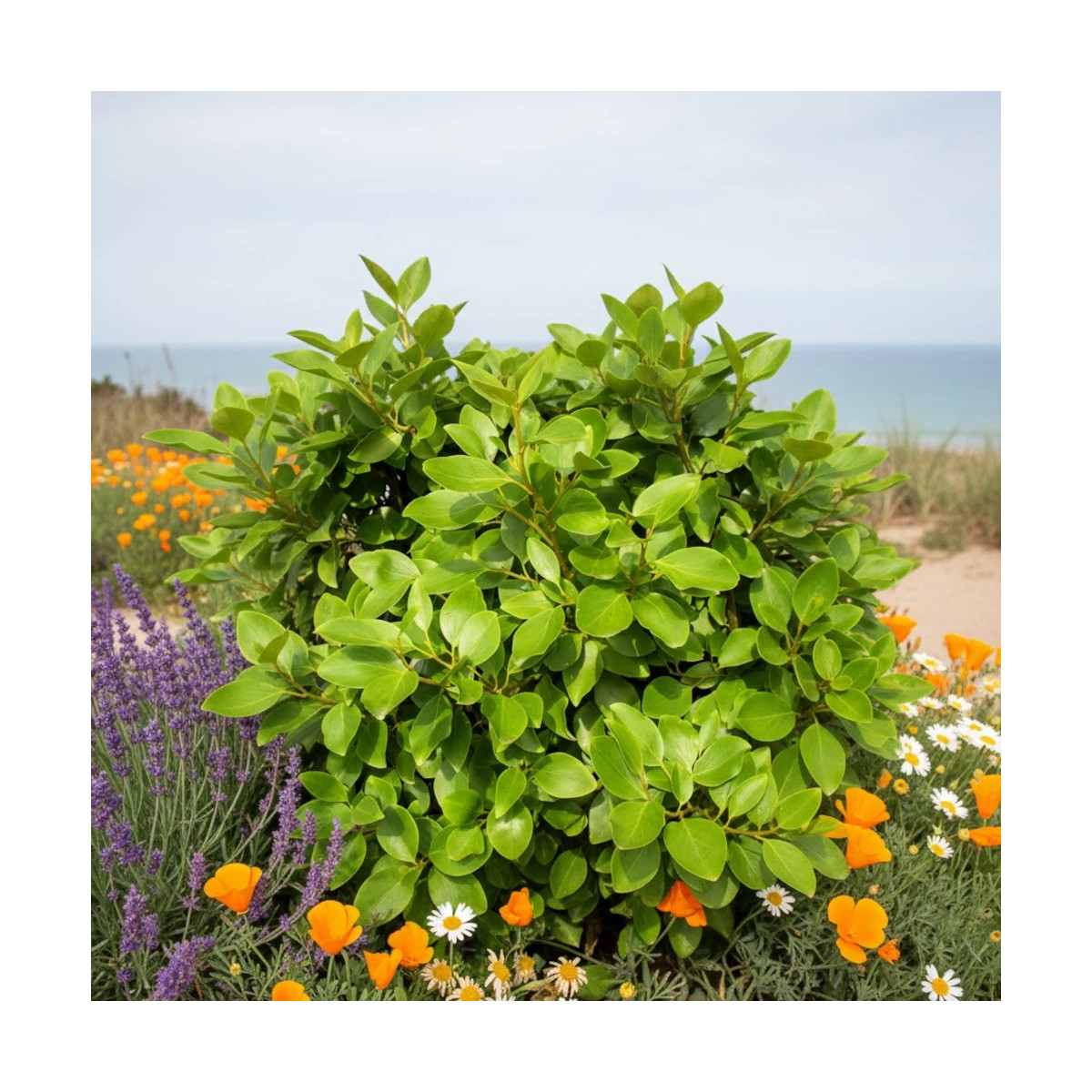 Griseline du littoral, Griselinia