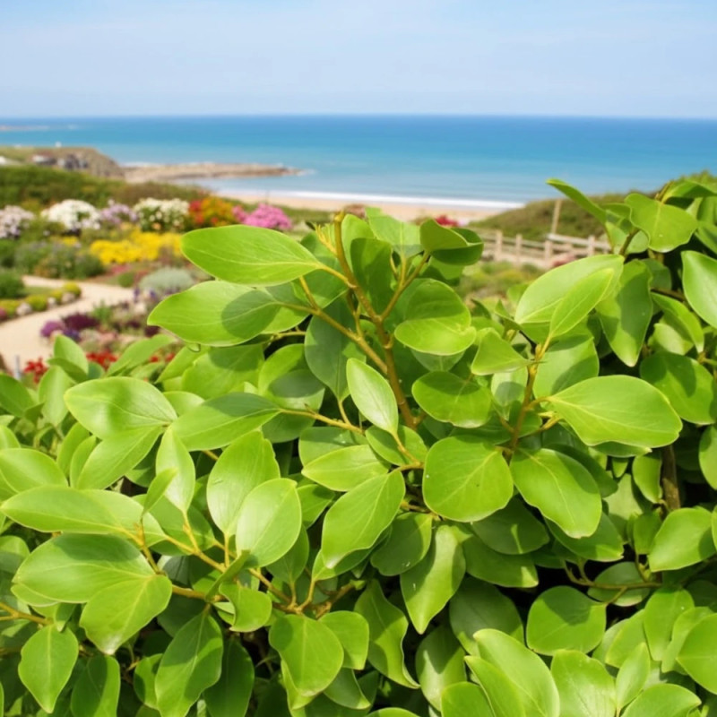 Griseline du littoral, Griselinia