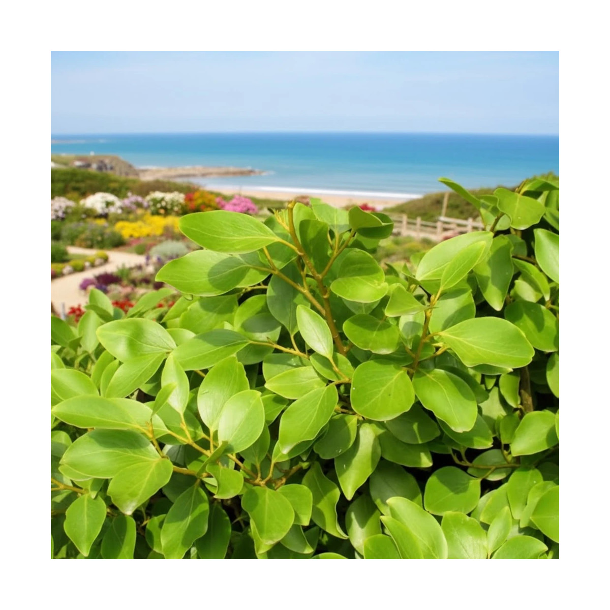 Griseline du littoral, Griselinia