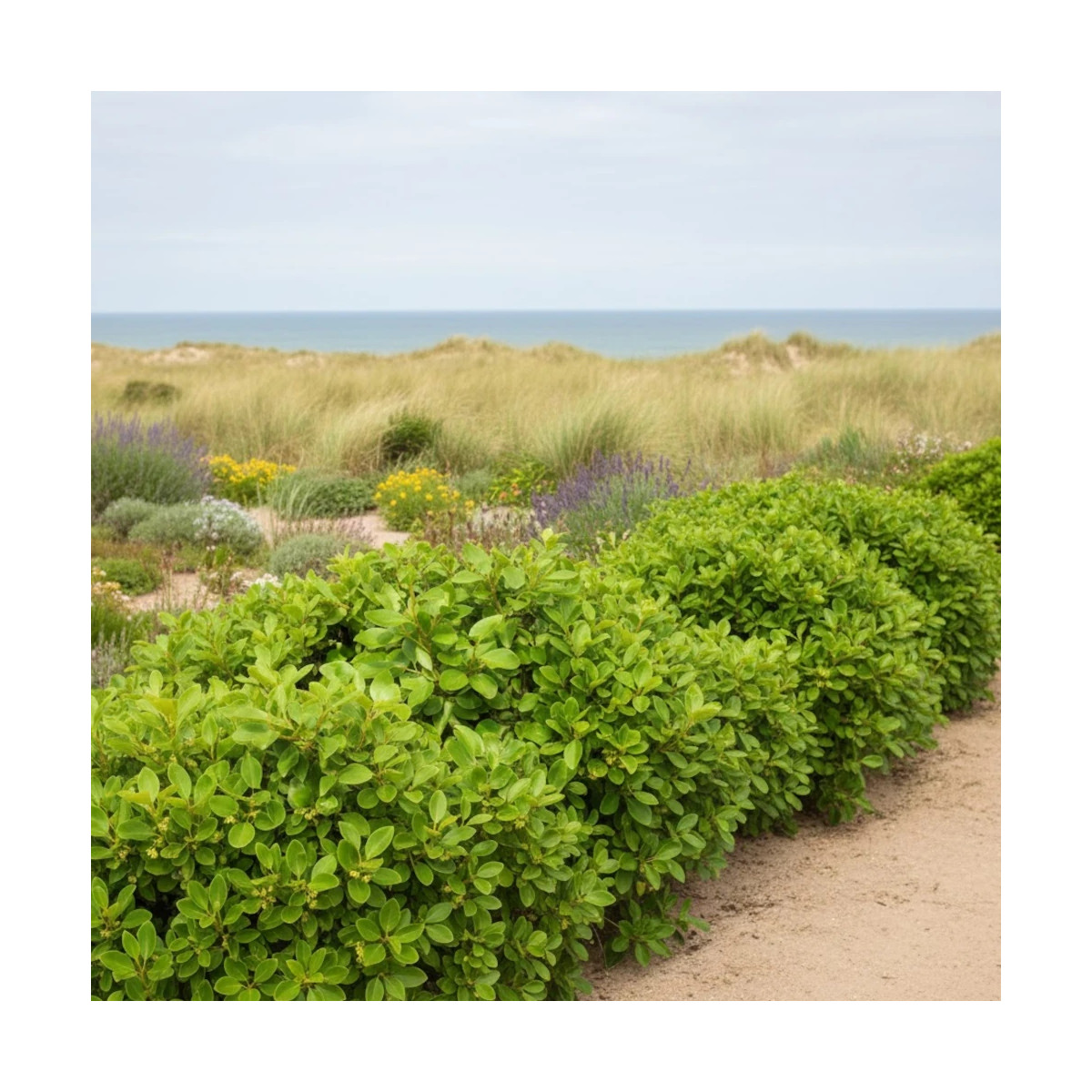 Griseline du littoral, Griselinia