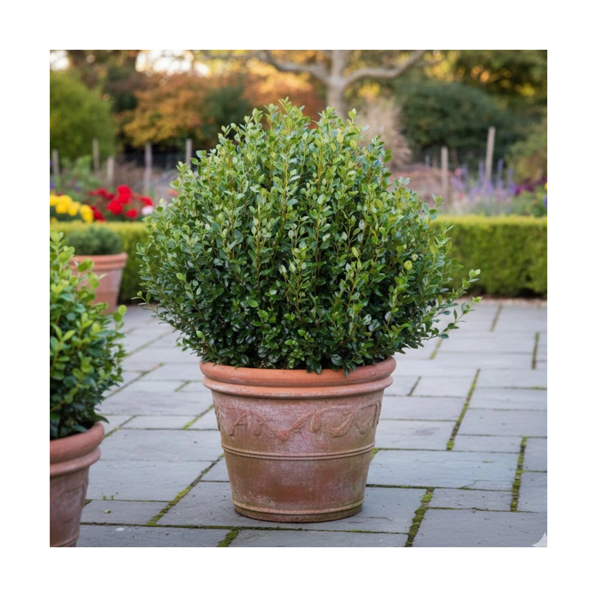 Griseline Green Horizon® 'Whenuapai', Griselinia