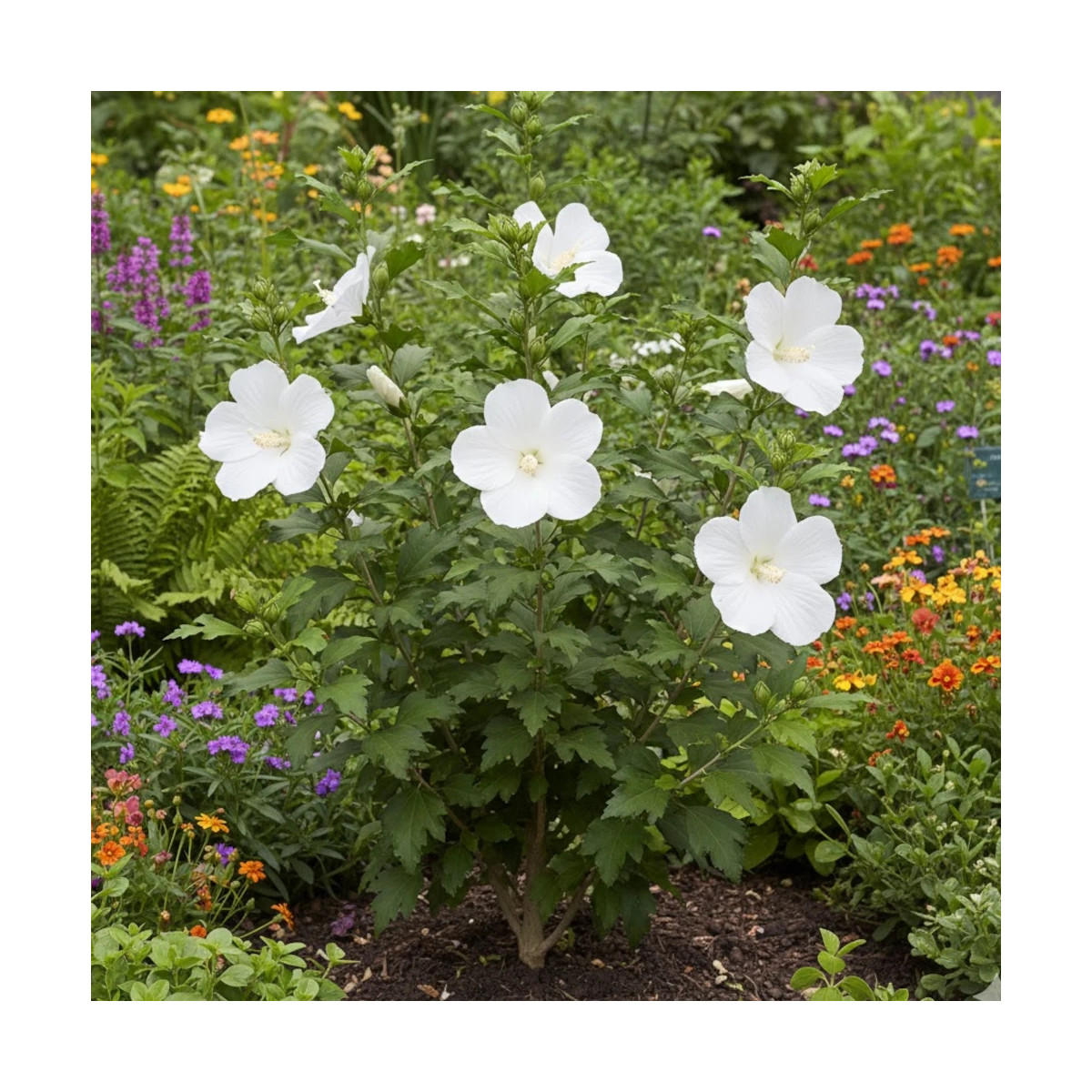 Hibiscus Flower Tower White® 'Gandini Van Aart', Althéa