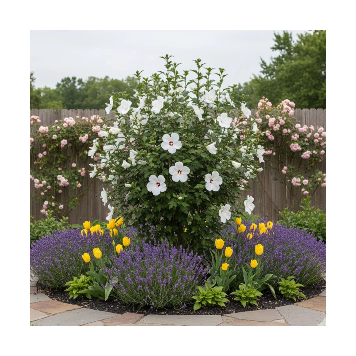 Hibiscus Flower Tower White® 'Gandini Van Aart', Althéa