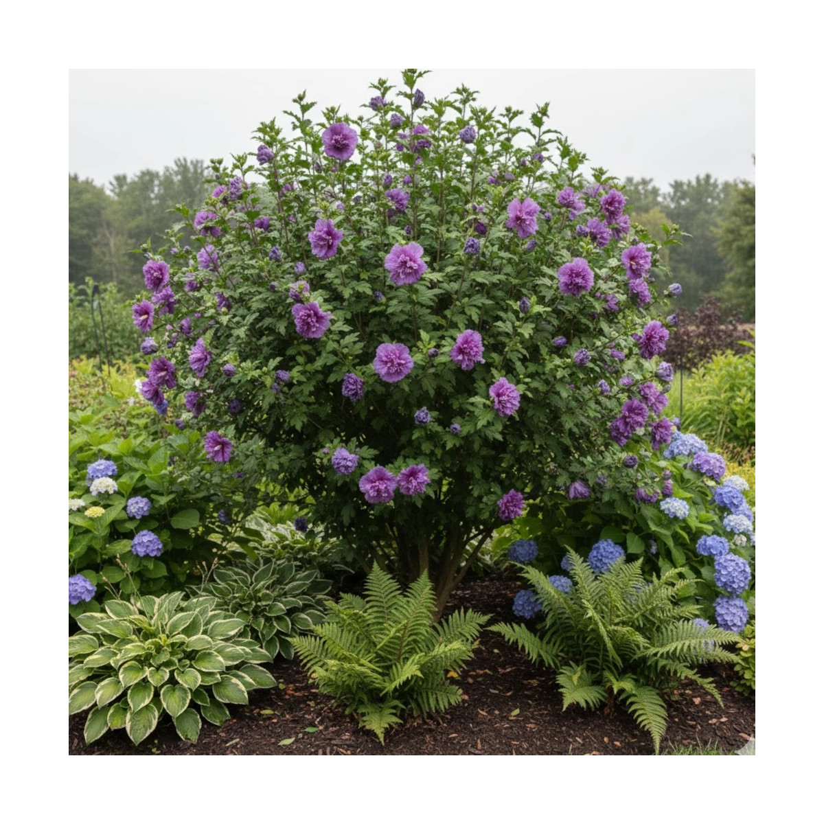 Hibiscus French Cabaret® Purple 'Mindouv5', Althéa