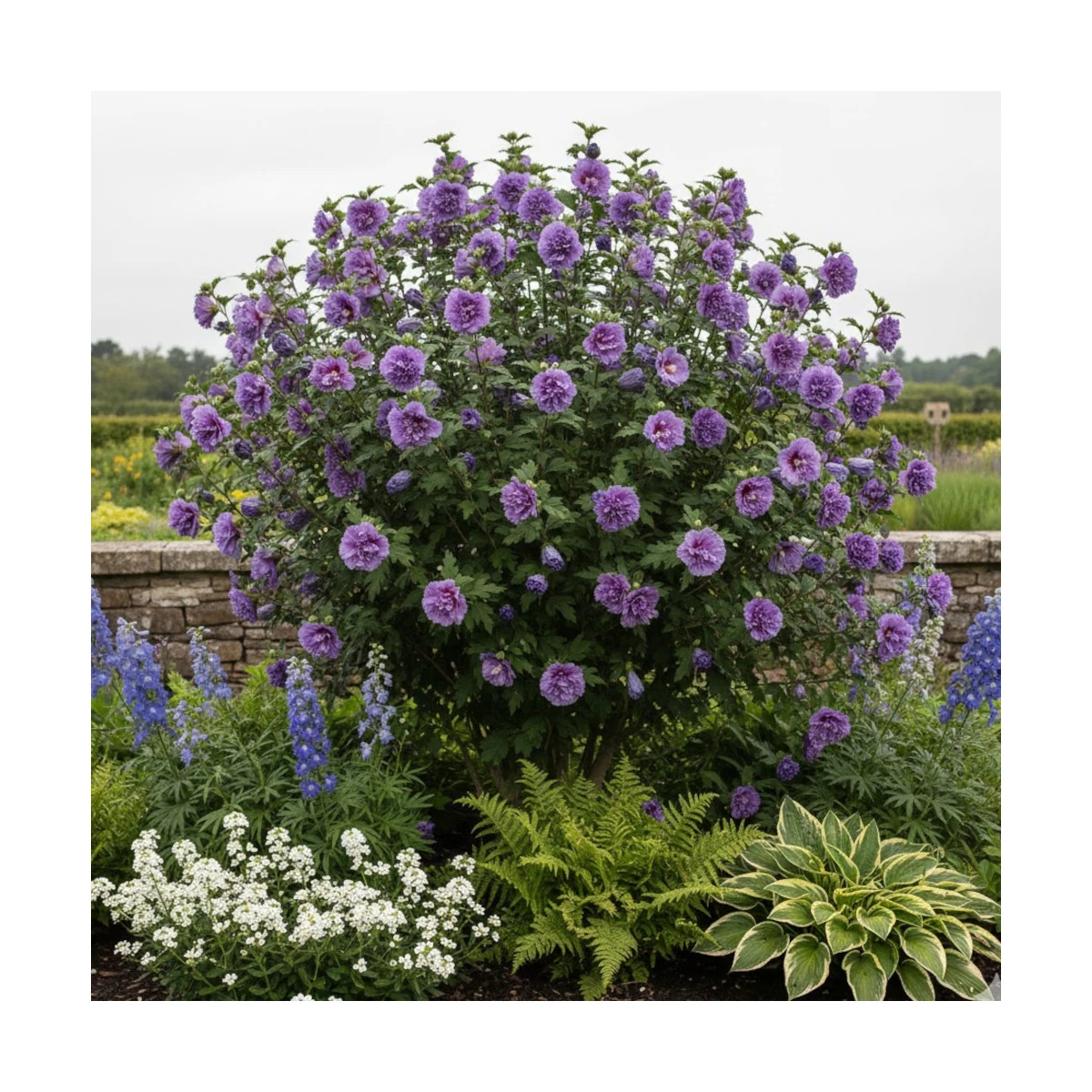 Hibiscus French Cabaret® Purple 'Mindouv5', Althéa