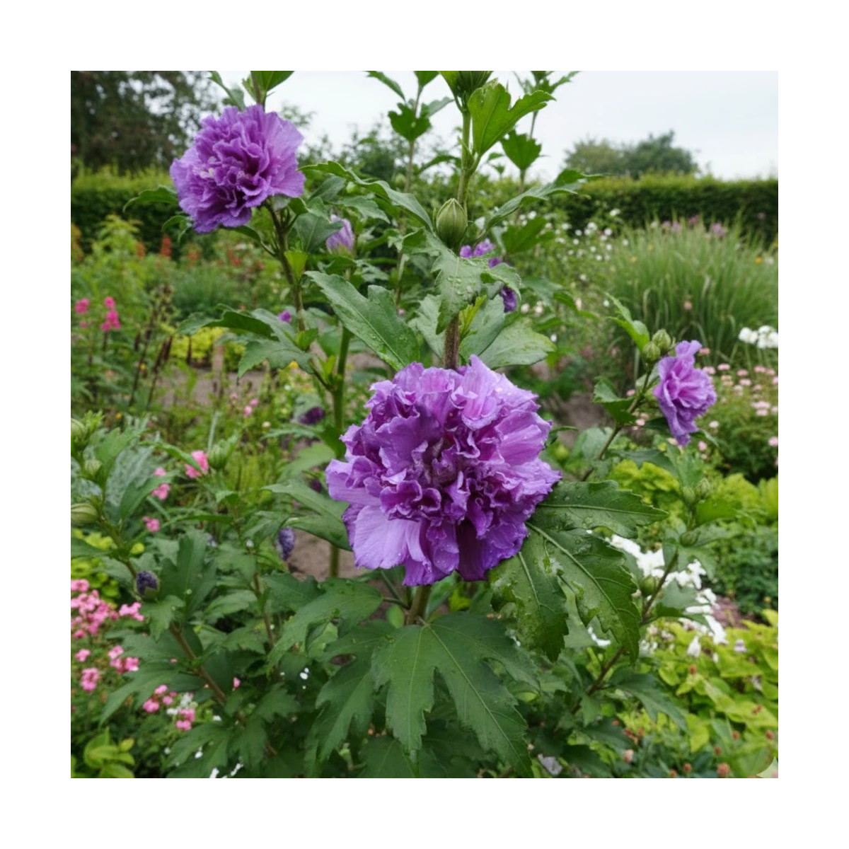 Hibiscus French Cabaret® Purple 'Mindouv5', Althéa