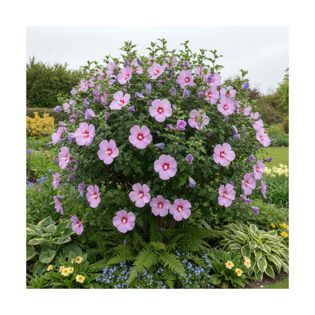 Hibiscus Hibisa® 'Parma', Althéa Hibiscus Hibisa® 'Parma', Althéa