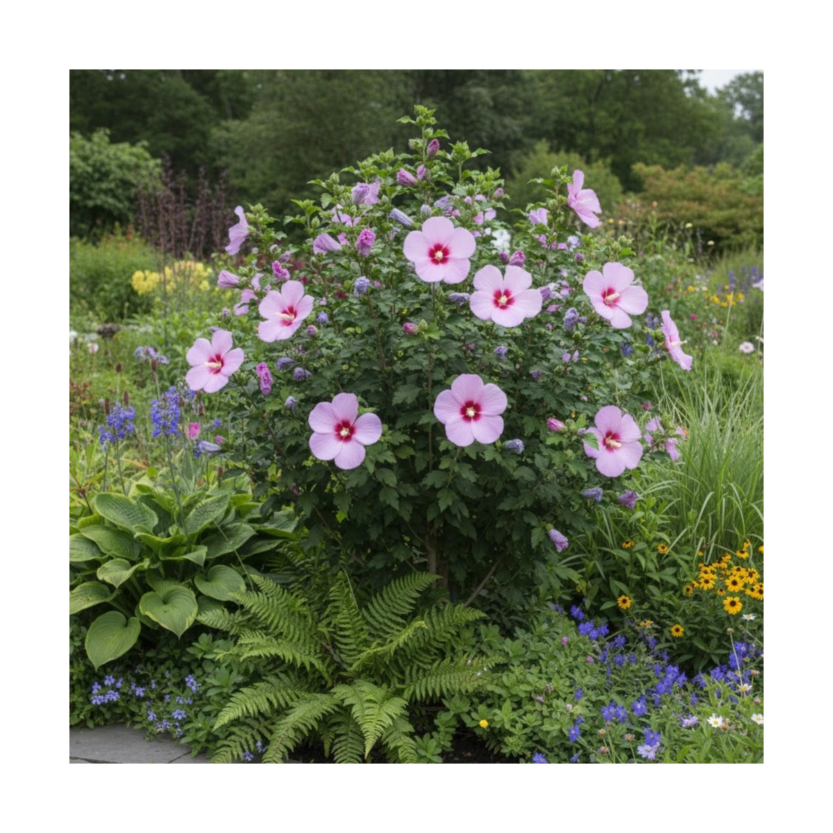Hibiscus Hibisa® 'Parma', Althéa Hibiscus Hibisa® 'Parma', Althéa