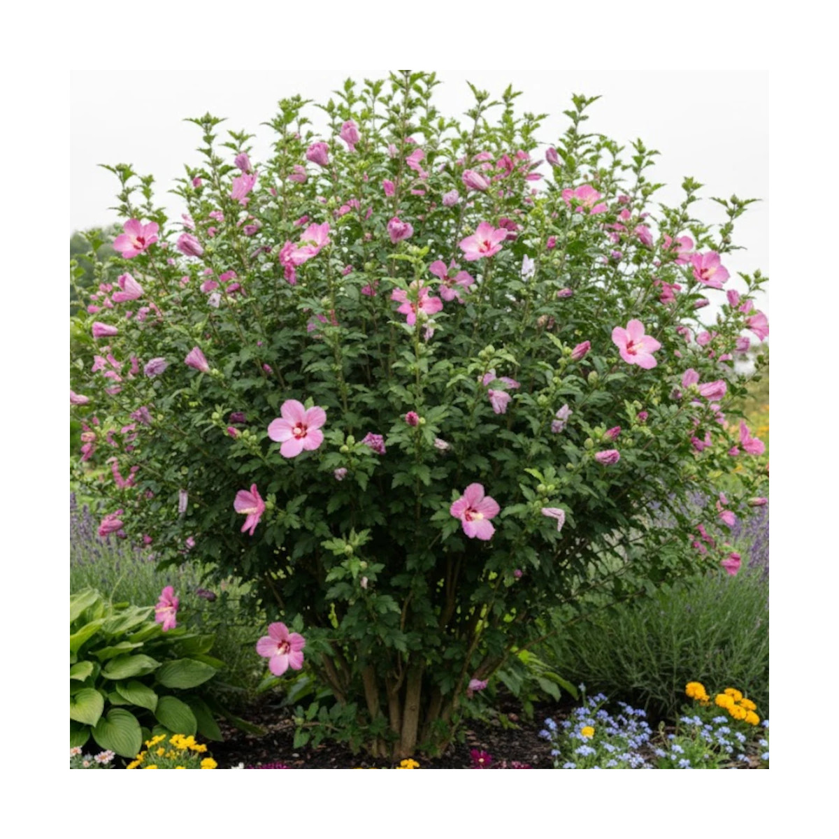 Hibiscus Woodbridge, Althéa