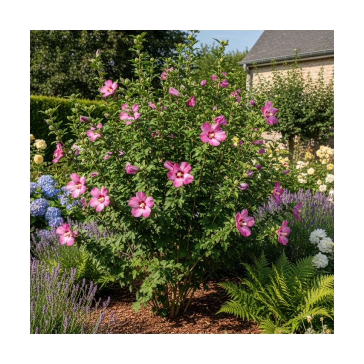 Hibiscus Woodbridge, Althéa