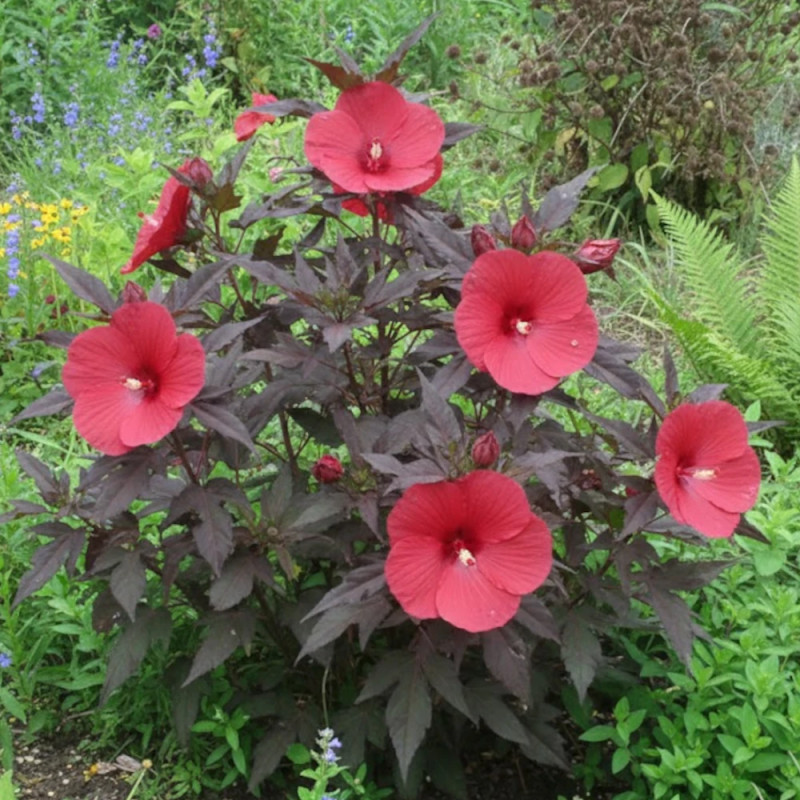 Hibiscus des marais Carousel® Geant Red 'Tahi05'