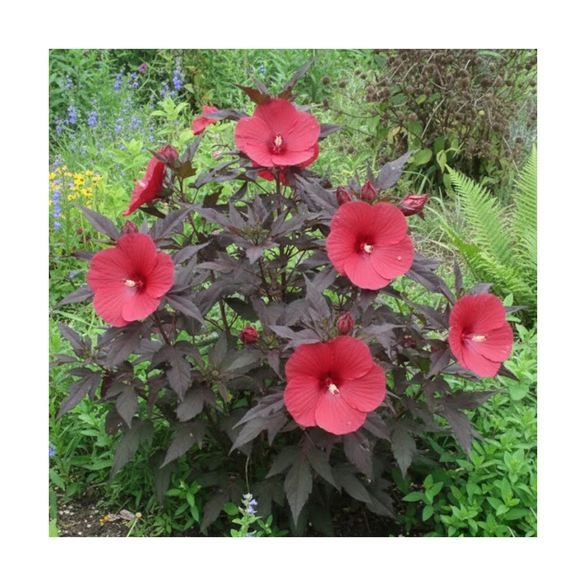 Hibiscus des marais Carousel® Geant Red 'Tahi05'