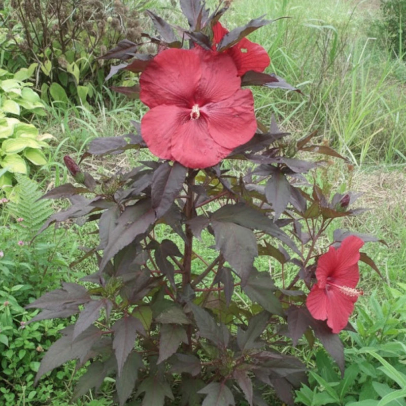 Hibiscus des marais Carousel® Geant Red 'Tahi05'