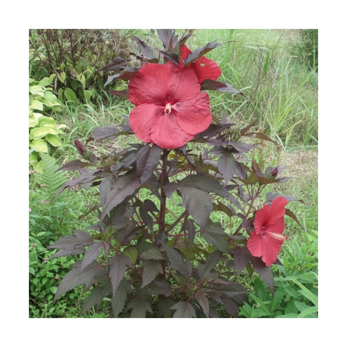Hibiscus des marais Carousel® Geant Red 'Tahi05'