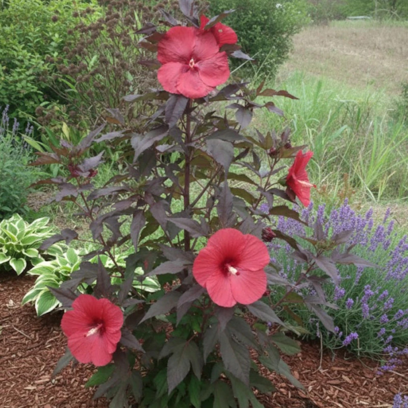 Hibiscus des marais Carousel® Geant Red 'Tahi05'