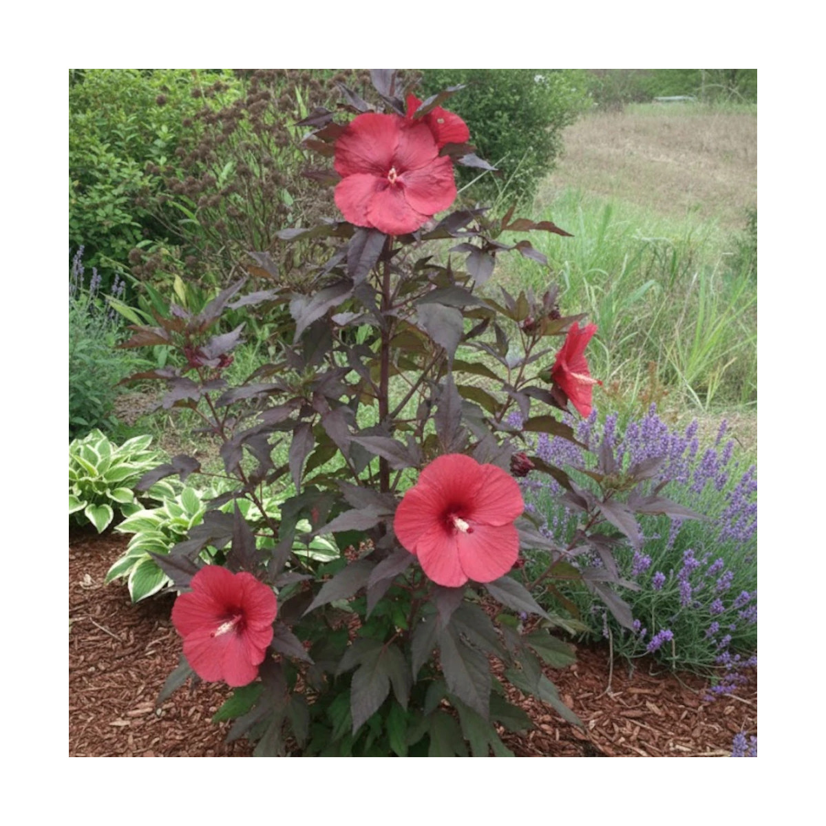 Hibiscus des marais Carousel® Geant Red 'Tahi05'