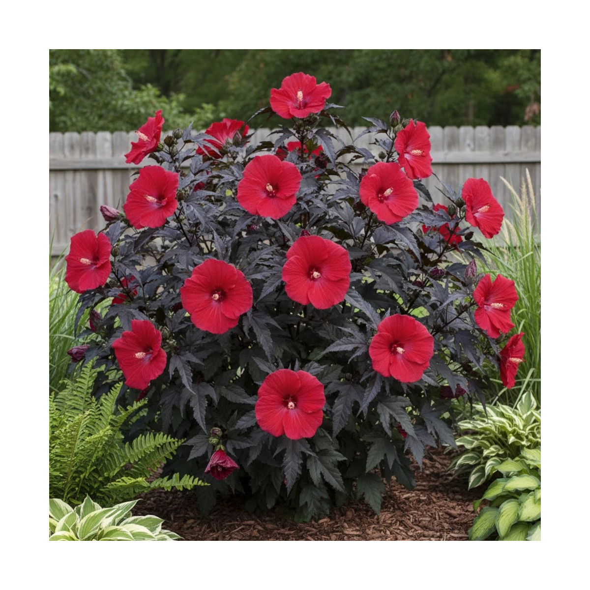 Hibiscus des marais Carousel® 'Red Wine'