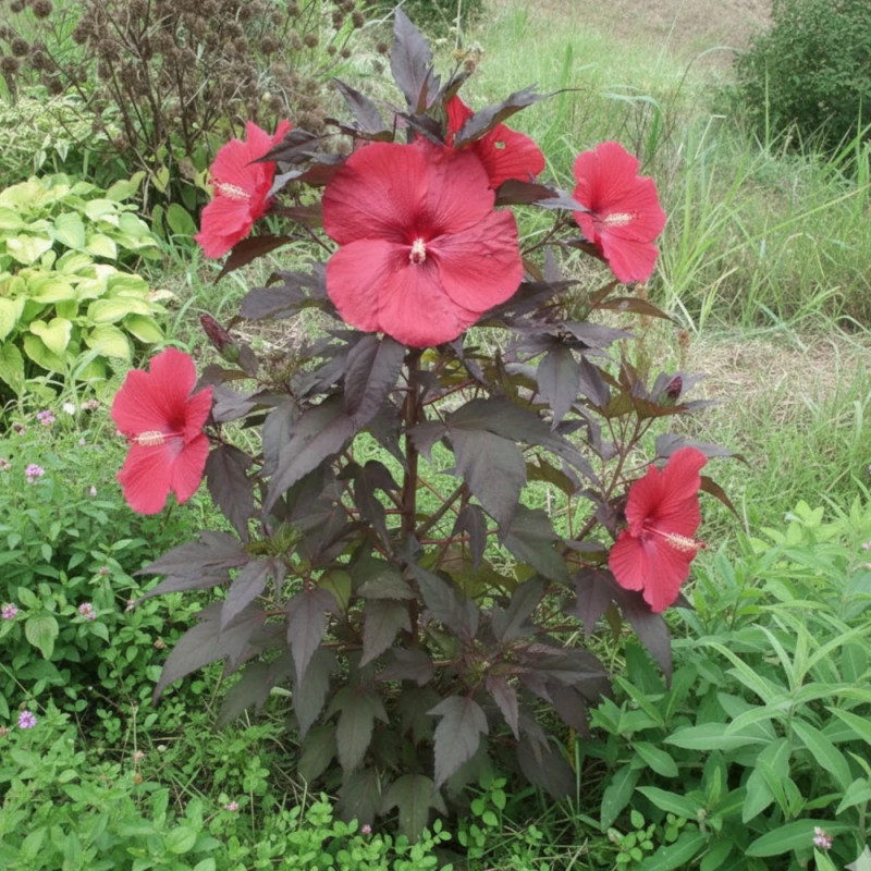 Hibiscus des marais Carousel® 'Red Wine'