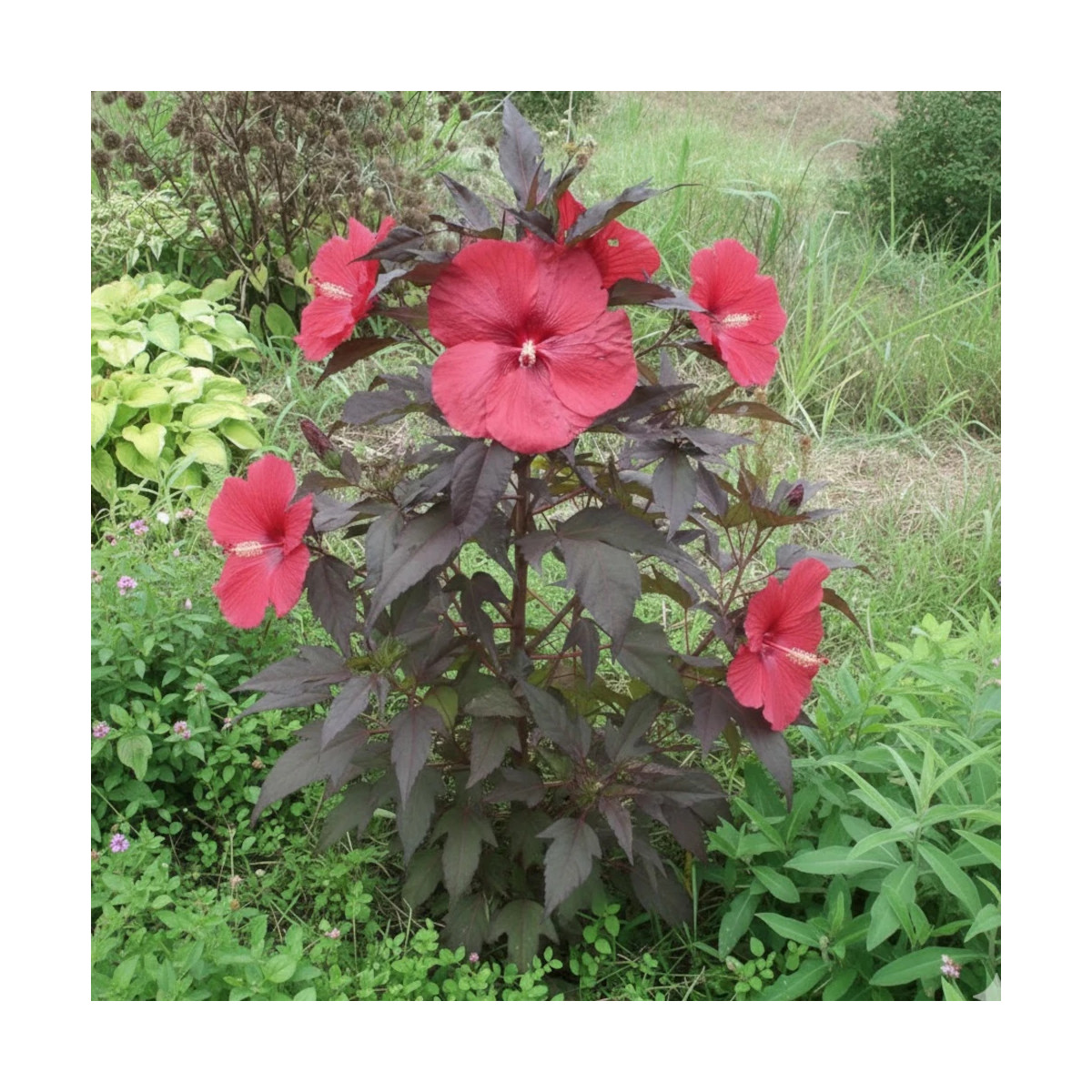 Hibiscus des marais Carousel® 'Red Wine'