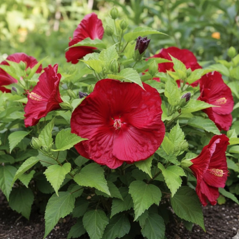 Hibiscus des marais My Valentine
