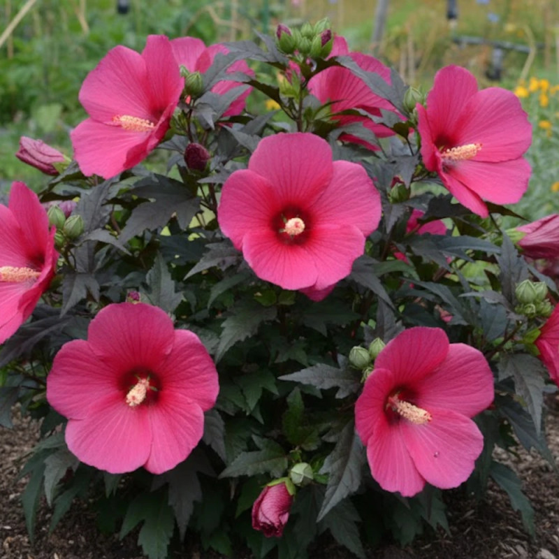 Hibiscus des marais Planet® Griotte 'Tangri'