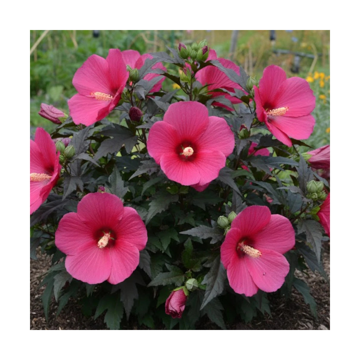 Hibiscus des marais Planet® Griotte 'Tangri'